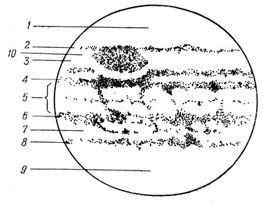 Рис. 102. Полосы и зоны Юпитера. 1 - южная полярная шапка, 2 - южная умеренная полоса, 3 - южная тропическая зона, 4 - южная тропическая полоса, 5 - экваториальная зона, 6 - северная тропическая полоса, 7 - северная тропическая зона, 8 - север - умеренная полоса, 9 - северная полярная шапка, 10 - красное пятно 